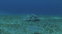 TORTUE, REMORA