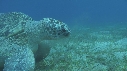 TORTUE, REMORA