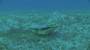 REMORA