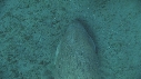 DUGONG, CARANGUE