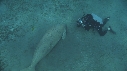 DUGONG, CARANGUE, PLONGEUR