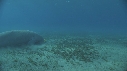 DUGONG, CARANGUE, PLONGEUR