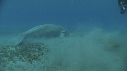 DUGONG, CARANGUE, PLONGEUR