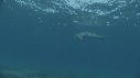 DUGONG, CARANGUE