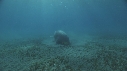 DUGONG, CARANGUE
