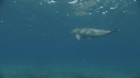 DUGONG, CARANGUE