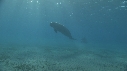 DUGONG, CARANGUE, PLONGEUR