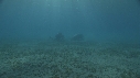 DUGONG, CARANGUE, PLONGEUR