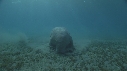 DUGONG, CARANGUE
