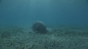 DUGONG, CARANGUE