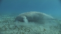 DUGONG, CARANGUE