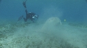 DUGONG, CARANGUE, PLONGEUR