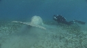 DUGONG, CARANGUE, PLONGEUR