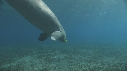 DUGONG, CARANGUE