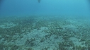 DUGONG, CARANGUE