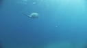 DUGONG, CARANGUE