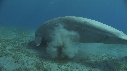 DUGONG, CARANGUE