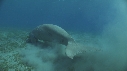 DUGONG, CARANGUE, PLONGEUR