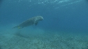 DUGONG, CARANG, REMORA, PLONGEUR