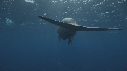 DUGONG, CARANG, REMORA