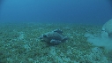 DUGONG, TORTUE, REMORA