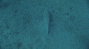 DUGONG, CARANG, REMORA