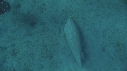 DUGONG, CARANG