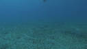 DUGONG, TORTUE, REMORA, CARANG
