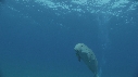DUGONG, REMORA