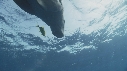 DUGONG, REMORA, CARANGUE