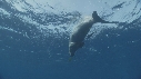 DUGONG, REMORA, CARANGUE