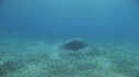DUGONG, POISSON JAUNE