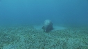DUGONG, POISSON JAUNE