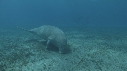 DUGONG, POISSON JAUNE