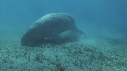 DUGONG, POISSON JAUNE