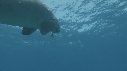 DUGONG, POISSON JAUNE
