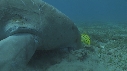 DUGONG, POISSON JAUNE