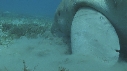 DUGONG, POISSON JAUNE