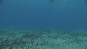 DUGONG, POISSON JAUNE