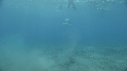 DUGONG, TOURISTES