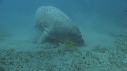 DUGONG, PLONGEUR