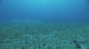 DUGONG, REMORA, CARANGUE