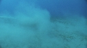 DUGONG, REMORA, CARANGUE