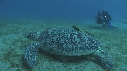 TORTUE, REMORA, PLONGEURS