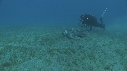 TORTUE, REMORA, PLONGEURS