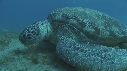 TORTUE, REMORA, PLONGEURS