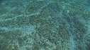 DUGONG, TRACES