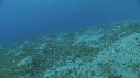 DUGONG, TRACES