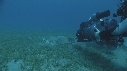 TORTUE, REMORA, PLONGEURS