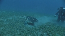 TORTUE, REMORA
